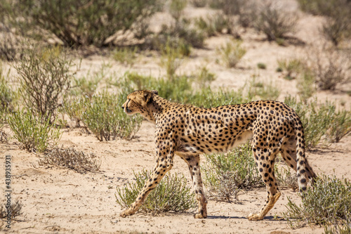 Cheetah walking in dry land in Kgalagadi transfrontier park, South Africa ; Specie Acinonyx jubatus family of Felidae