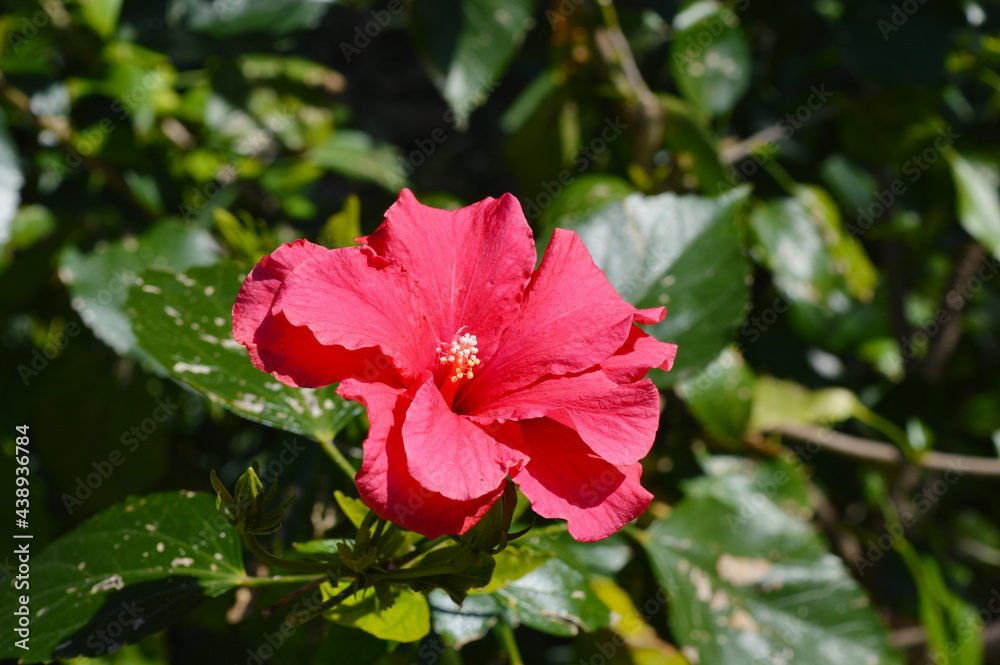 Single vibrant fully bloomed Hawaiian hibiscus taken in the Japanese Garden in San Antonio, Texas, USA