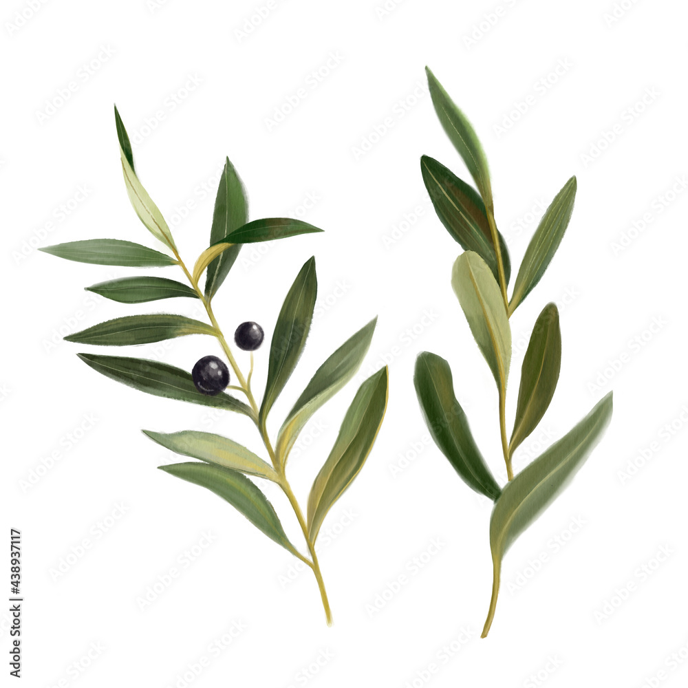 Watercolor hand painted botanical spring olive leaves and branches illustration isolated on white background