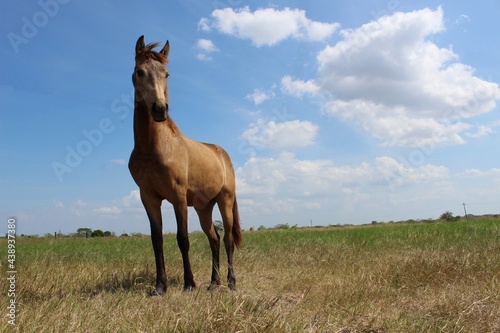 horse in the field © Diana