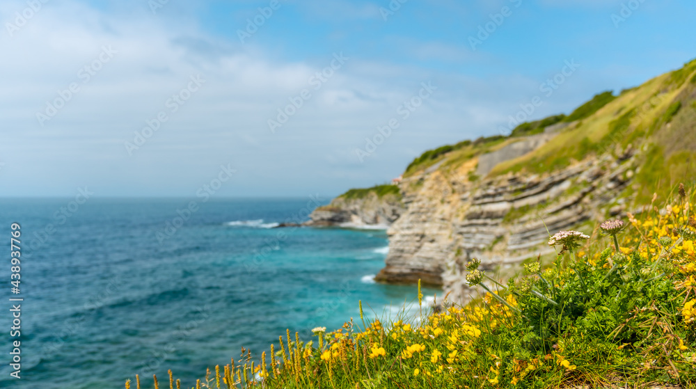Flowers on the coast and the sea from the natural park of Saint Jean de Luz called Parc de Sainte Barbe, Col de la Grun in the French Basque country. France