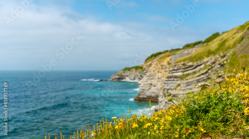 Flowers on the coast and the sea from the natural park of Saint Jean de Luz called Parc de Sainte Barbe, Col de la Grun in the French Basque country. France