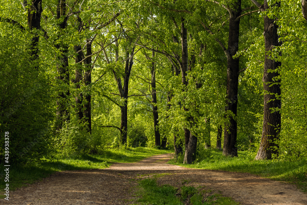 Fototapeta premium Dirt path leading between poplars in a summer park
