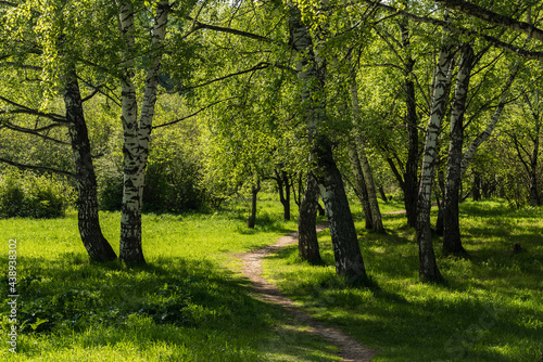 The path leading between the birches on a summer day