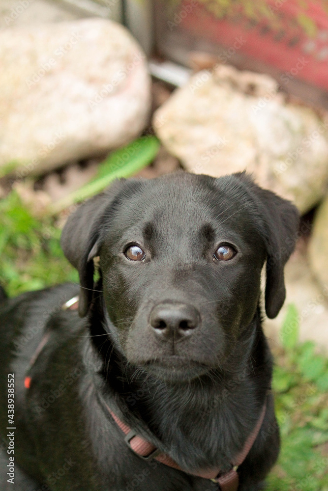 beautiful head portrait of a black labrador retriever puppy in the garden

