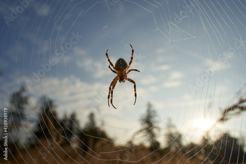 Garden spider (Araneus) in the web, forest and meadow in the background. Germany in the Schonbuch. photo