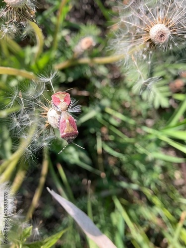 bedbugs mate against the background of white dandelions