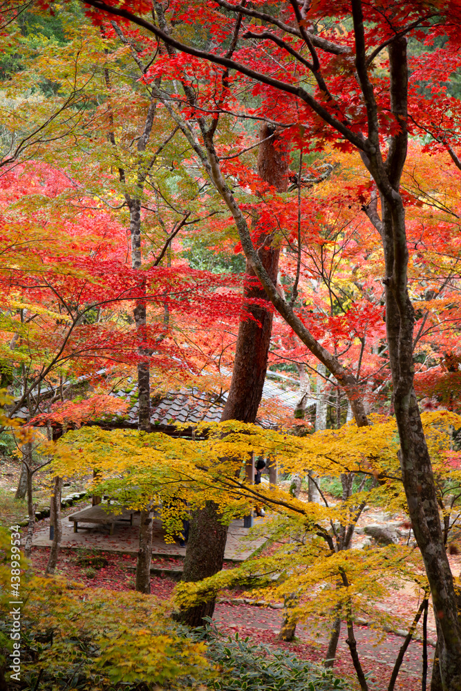 日本的紅葉　紅葉狩り