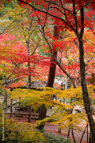 日本的紅葉 紅葉狩り