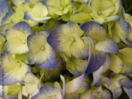Close-up of yellow and blue hydrangea flowers.