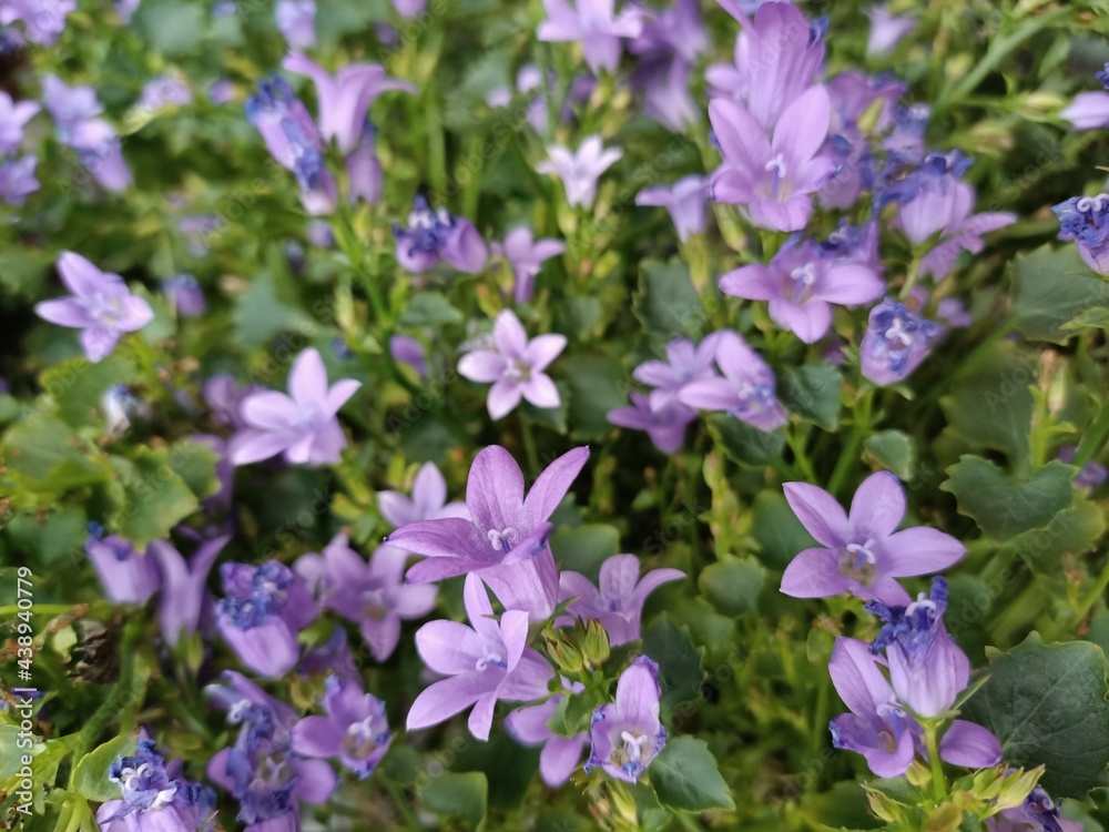 A scattering of summer blooming purple flowers. A scattering of summer blooming purple flowers.