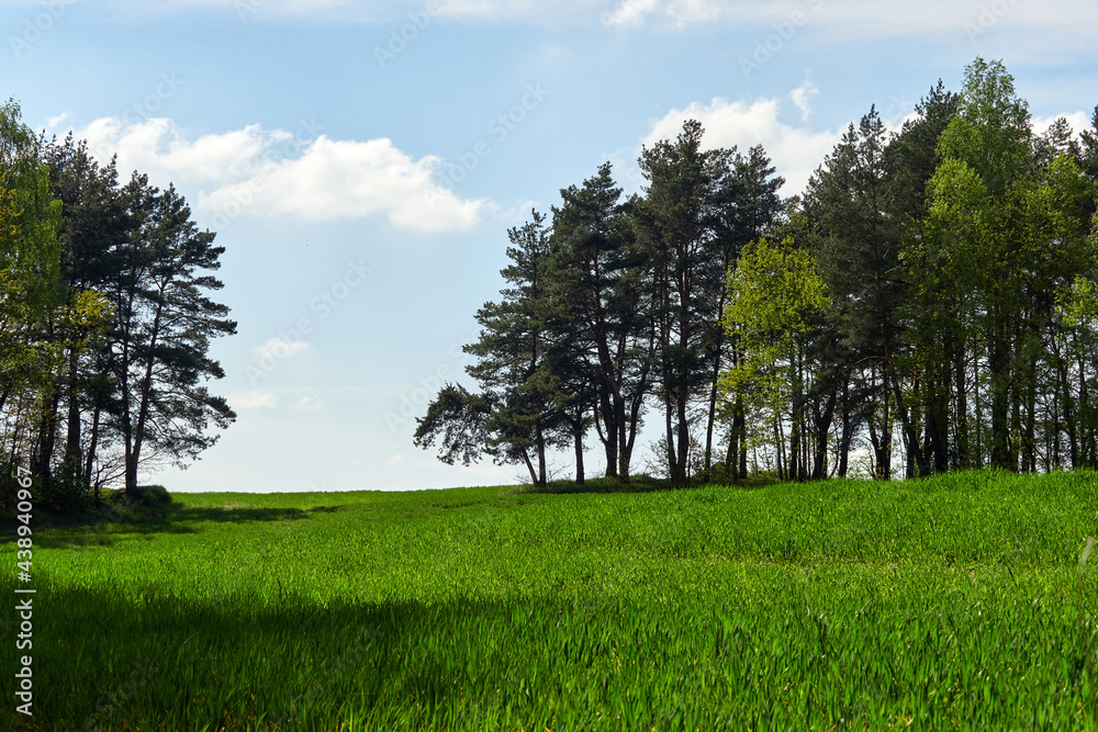 Green grass field, forest and sky with clouds. Green grass field, forest and sky with clouds.