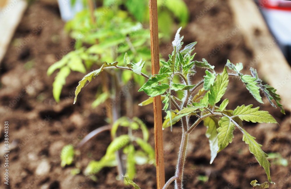 tomato seedlings in greenhouse tomato seedlings in greenhouse