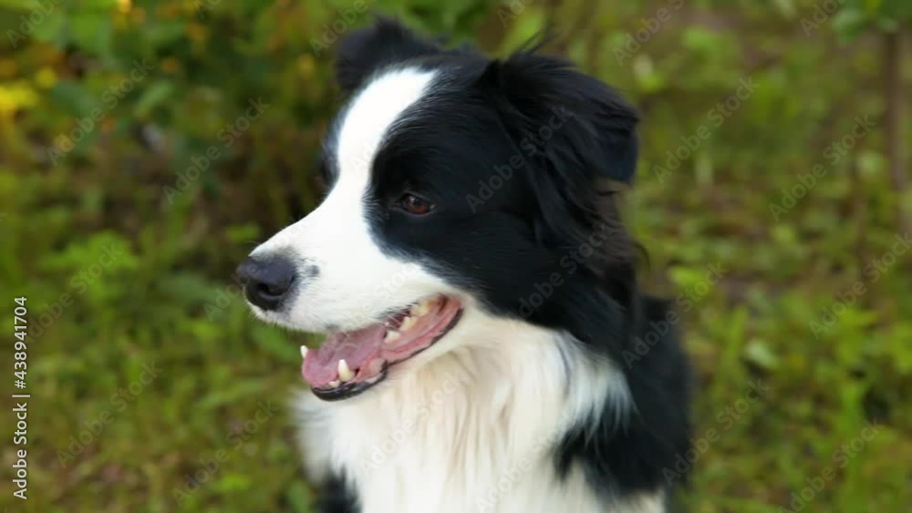 Outdoor portrait of cute smiling puppy border collie sitting on park background. Little dog with funny face in sunny summer day outdoors. Pet care and funny animals life concept Outdoor portrait of cute smiling puppy border collie sitting on park background. Little dog with funny face in sunny summer day outdoors. Pet care and funny animals life concept