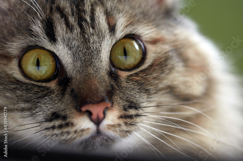 Close-up portrait of a cat. Large yellow eyes of a cat.