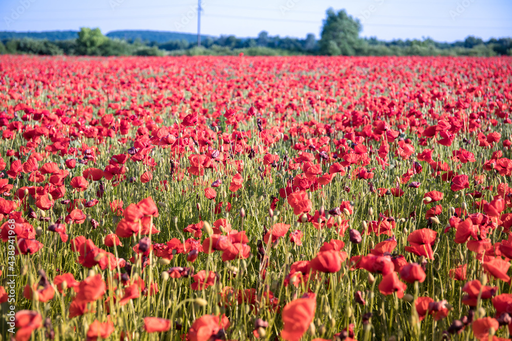Red poppies on spring meadow. Green and red beautiful poppy flower field background. High resulotion image for background.
