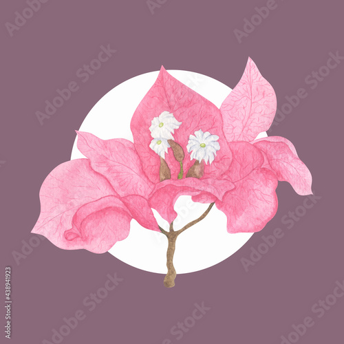 Delicate white bougainvillea flowers with bright pink stipules. photo