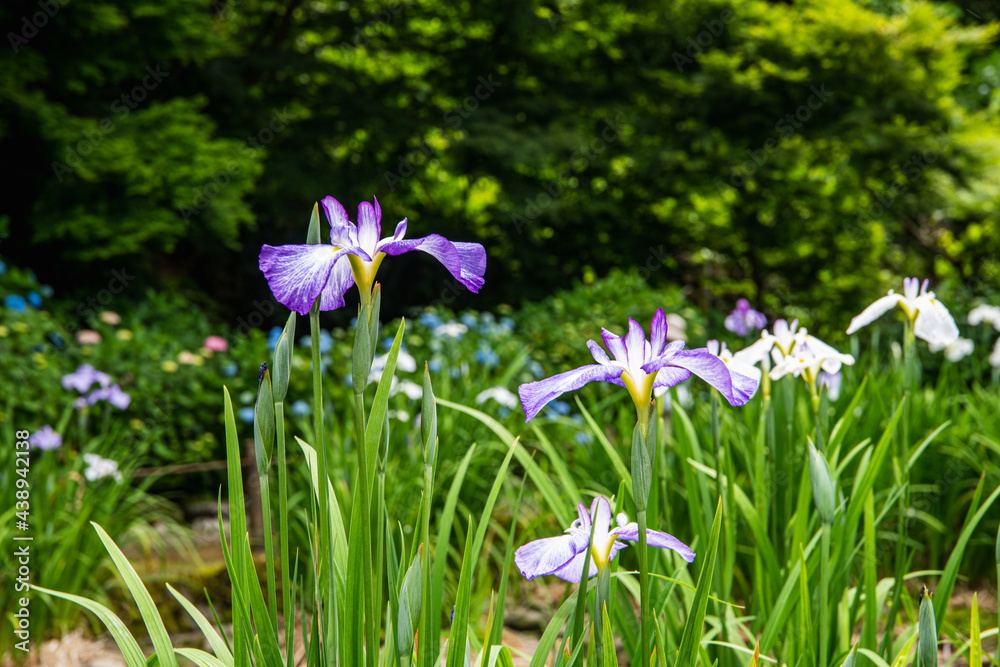 花菖蒲