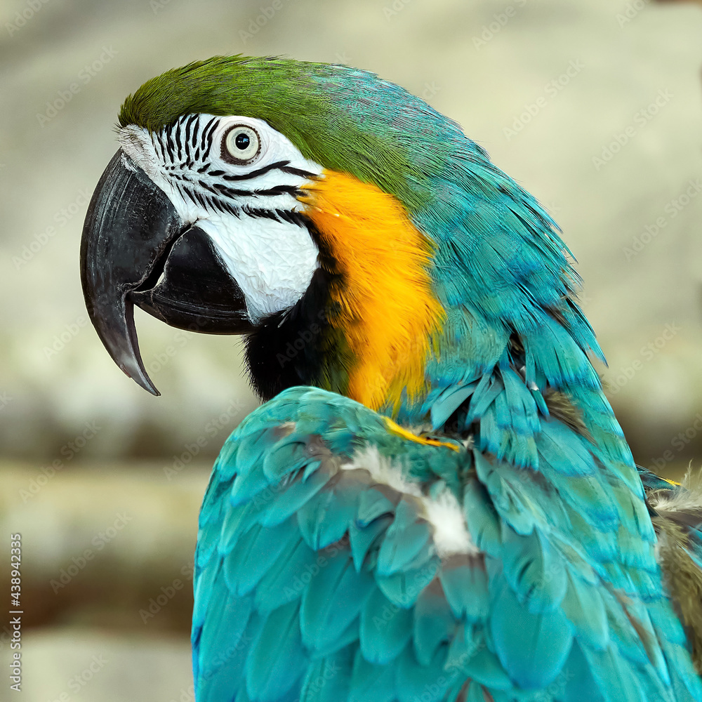 big bright parrot macaw close up.