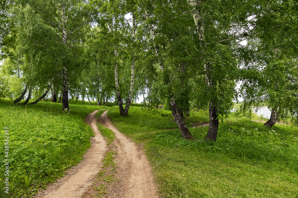 Dirt road leading between birches in a grove