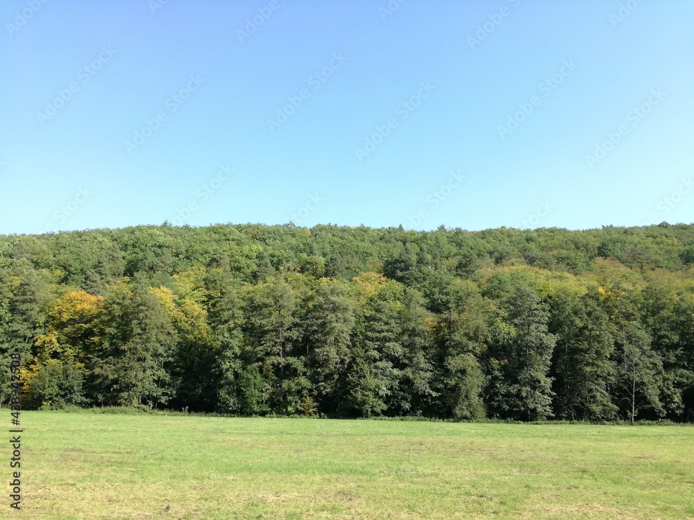 Summer nature landscape, forest, tree view with clear sky Summer nature landscape, forest, tree view with clear sky