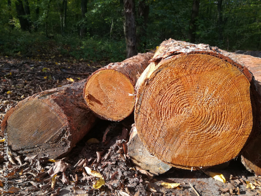 Few logs in forest, autumn warm background. Wooden logs with green forest in background. Few logs in forest, autumn warm background. Wooden logs with green forest in background.