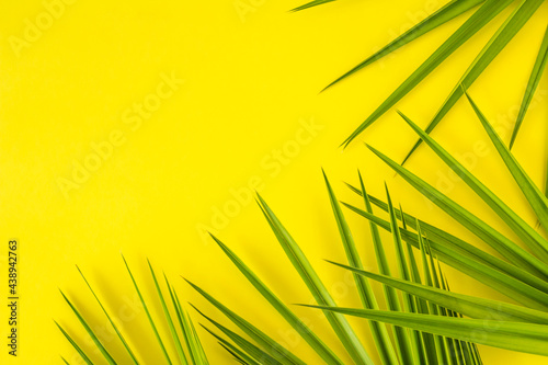Tropical green palm leaves on yellow background with copy space.Conceptual image of summer season