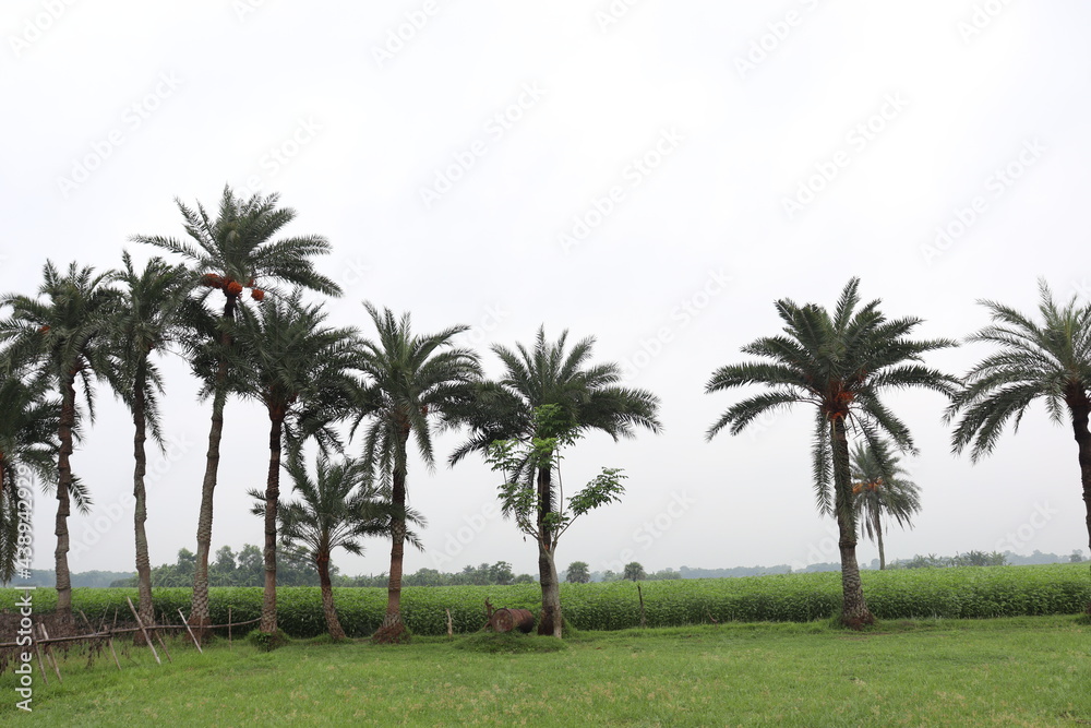 green date palm stock on farm