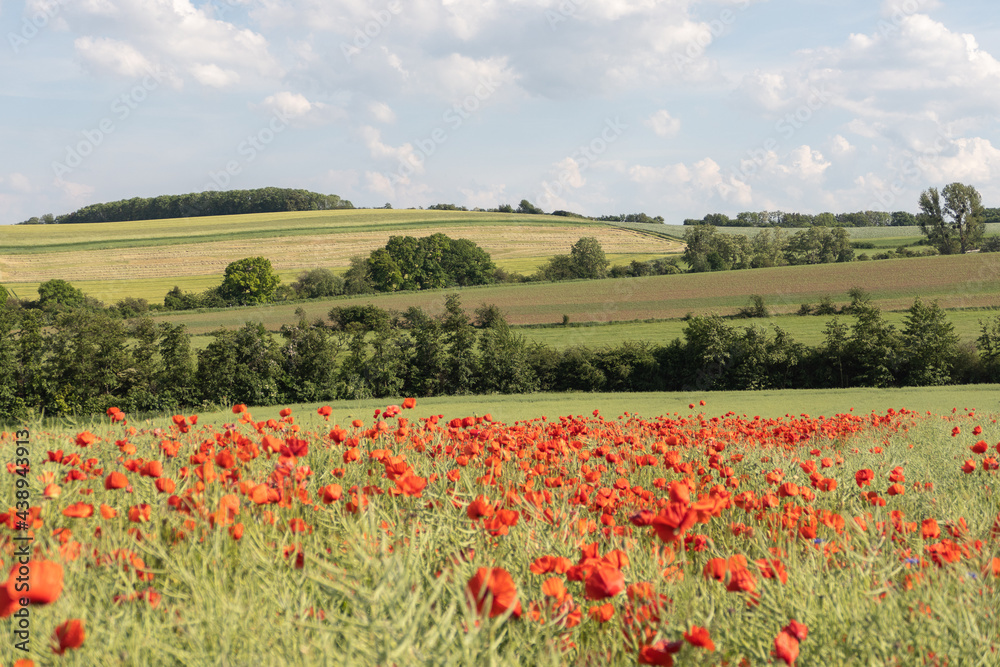 Naklejka premium Mohnwiesen färben die schöne Landschaft rot - ein Traum voller Blüten
