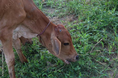 brown colored cow eating the grass