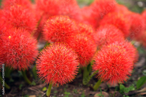 Powder puff lily or Blood flower is a beautiful bright red round inflorescence. Ornamental plants of Thailand.