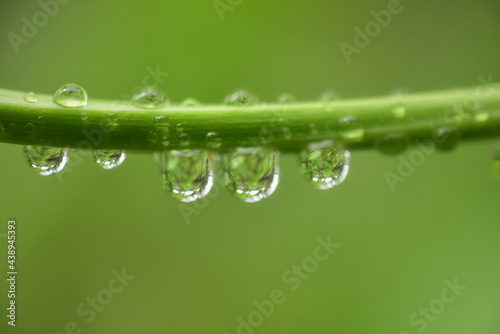 Close up drop of water in plants.