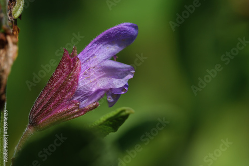 Makro einer Salbei-Blüte / Blaue Blüte des Salbei (lat. Salvia) - blühender Salbei