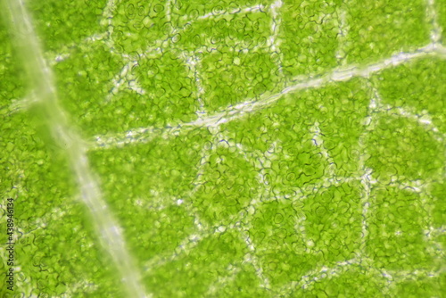 close up Stomatas of plants cells.
