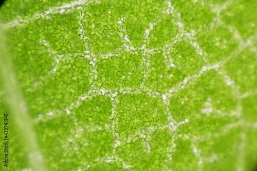 close up Stomatas  of plants cells.