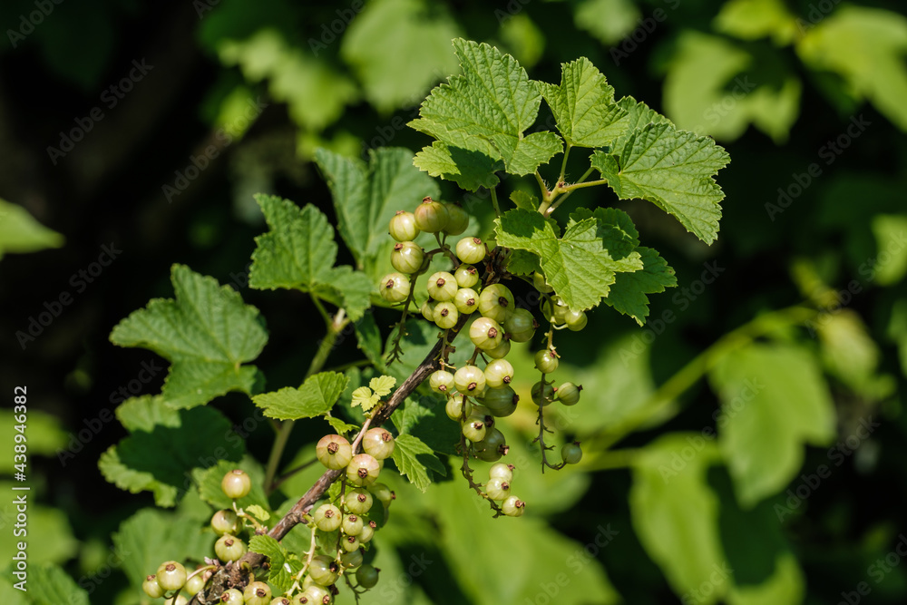Grüne, unreife Johannisbeeren (Lat.: Ribes) reifen an einem Beeren-Strauch Grüne, unreife Johannisbeeren (Lat.: Ribes) reifen an einem Beeren-Strauch