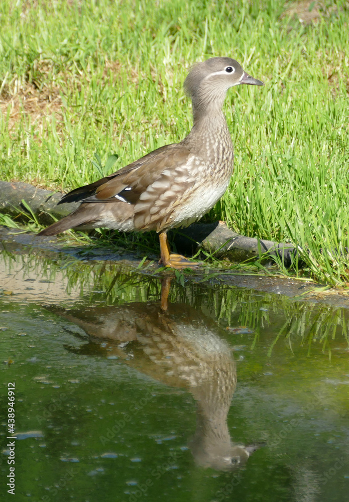 Young female Mandarin duck, reflection in water, upright shot. Young female Mandarin duck, reflection in water, upright shot.