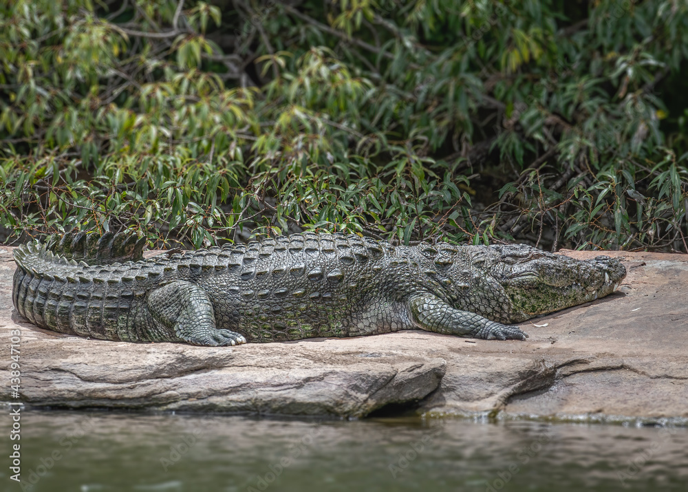 Alligator on a rock in lake Alligator on a rock in lake