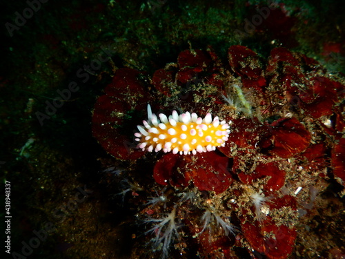 伊豆の海でダイビング中に見かけた可愛いイガグリウミウシ