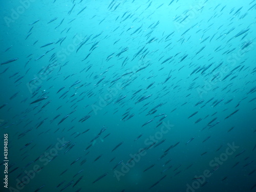 伊豆の海でダイビング中に見かけたあたり一面のキビナゴの大群
