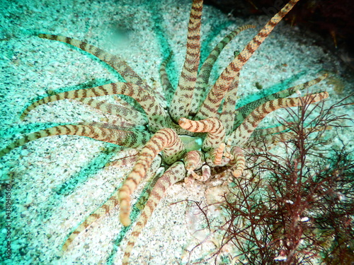 伊豆の海でダイビング中に見かけた幾何学模様が幻想的なイソギンチャク