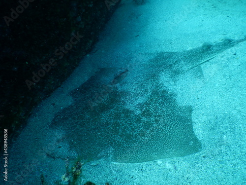 伊豆の海でダイビング中に見かけた砂地に潜む巨大なカスザメ