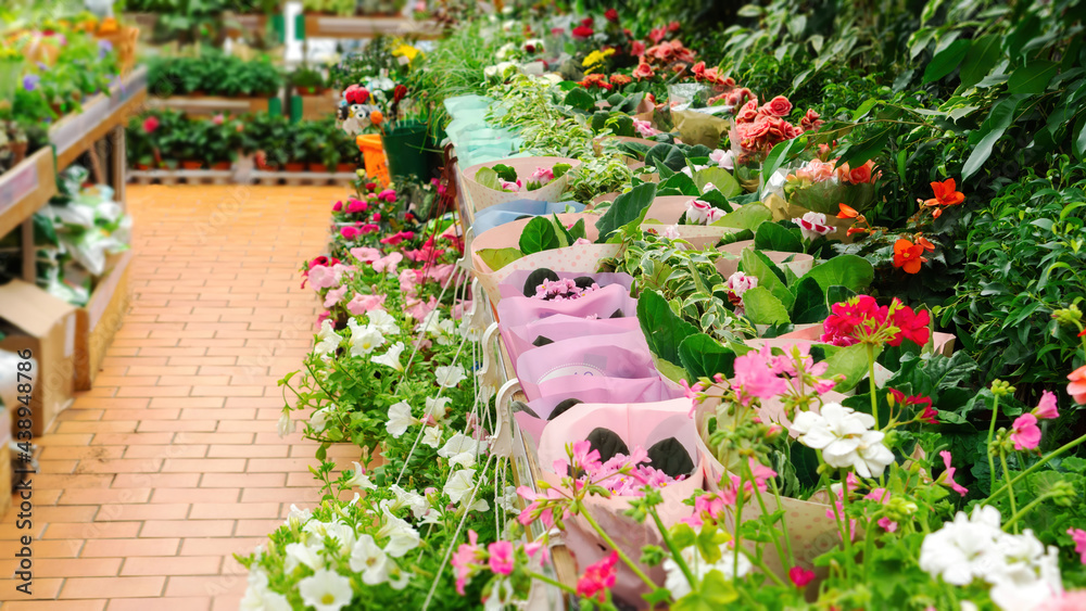 Obraz premium Flower department in the garden center. Variety of flowering potted plants for home and garden. Shelves with beautiful flowers for the seasonal sale.
