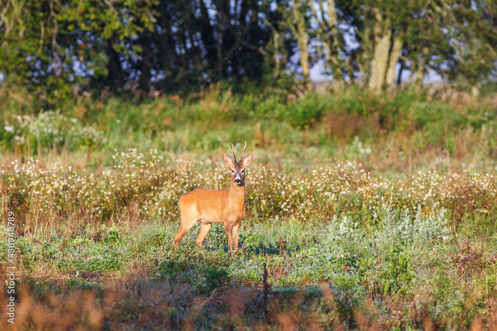Roebuck on a meadow at the forest edge looking at camera Roebuck on a meadow at the forest edge looking at camera