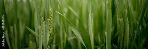 Ripening ears of meadow wheat field. Rich harvest Concept. Ears of green wheat close up.