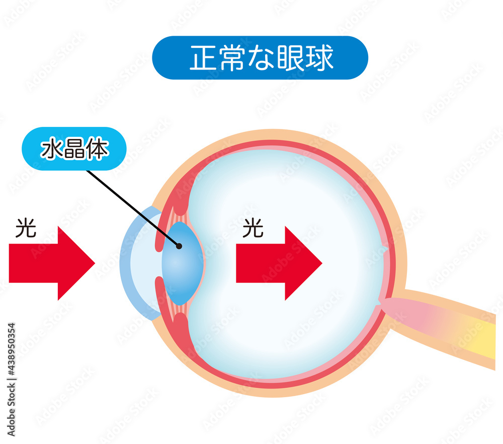 眼球の構造 断面図 Stock イラスト Adobe Stock