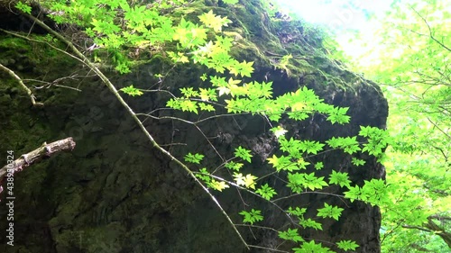 ヤマモミジの揺れめき（福島県・大玉村） photo