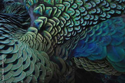 Peacocks, colorful details and beautiful peacock feathers.