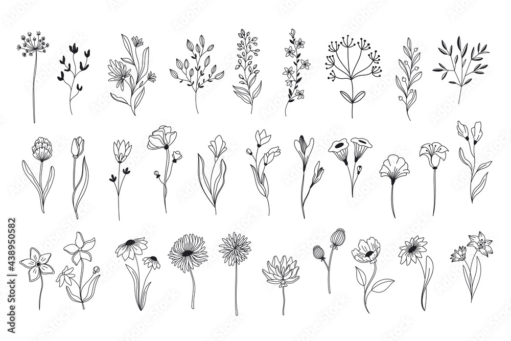 Line art floral elements. Outline foliage natural leaves herbs. Set hand drawn flower botanical vector illustration.