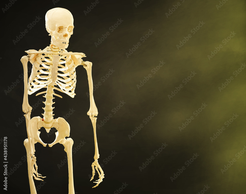 gold Human skeleton on black background. Close up gold Human skeleton on black background. Close up